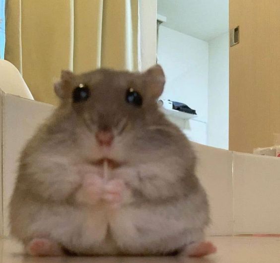 Hamsterie's tweet photo. gulp.... .. https://t.co/51CtBIVbjy