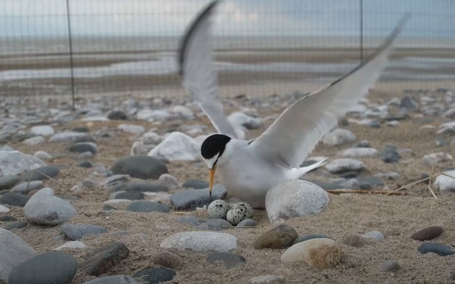 TERN CAM IS BACK!

We are bringing you live footage from the Gronant Little Terns over on our YouTube channel at youtube.com/live/hLgFcYkSb…