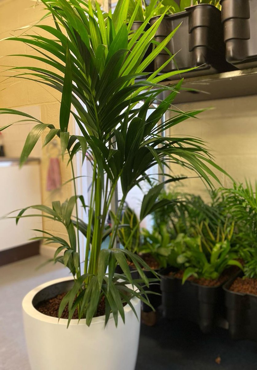 JustPlants's tweet photo. Hydro planting!  

When fungus flys/nats are an issue, remove the organic material and embrace hydroponics.

These plants are specifically grown in hydro-granules, a fantastic alternative to traditional methods. 

#hydroponics #hydroplants #plantsmakepeoplehappy #plantdesign https://t.co/9nSXOweqKA