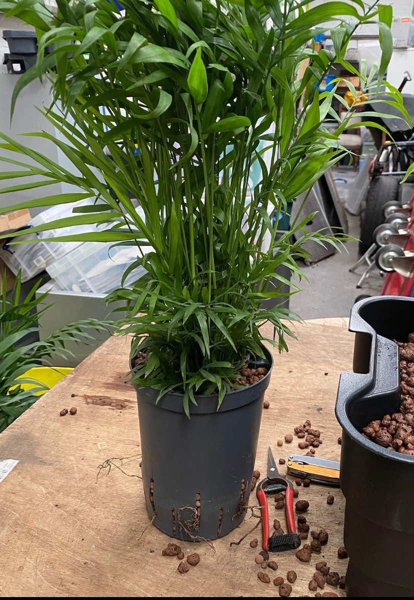 JustPlants's tweet photo. Hydro planting!  

When fungus flys/nats are an issue, remove the organic material and embrace hydroponics.

These plants are specifically grown in hydro-granules, a fantastic alternative to traditional methods. 

#hydroponics #hydroplants #plantsmakepeoplehappy #plantdesign https://t.co/9nSXOweqKA