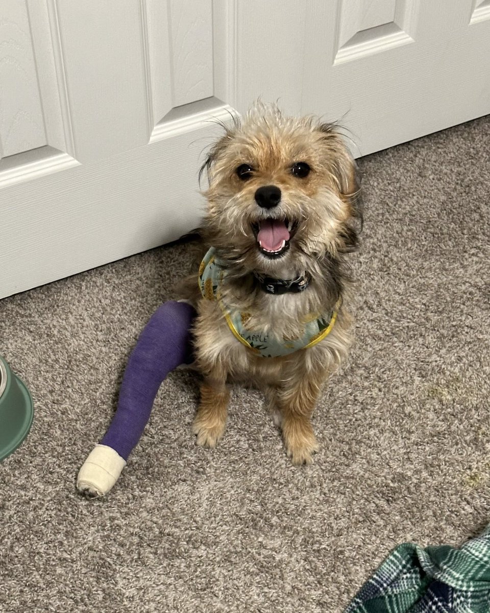 dog_rates's tweet photo. This is Annabeth. She was found as a stray with an old leg injury that hadn't healed properly. Thanks to your support of our merch, @15outof10 covered her $3,500 surgery, eliminating her pain. She's fully using her leg again, and she was adopted by her surgery tech ❤️‍🩹 https://t.co/4BTB2NCYvQ