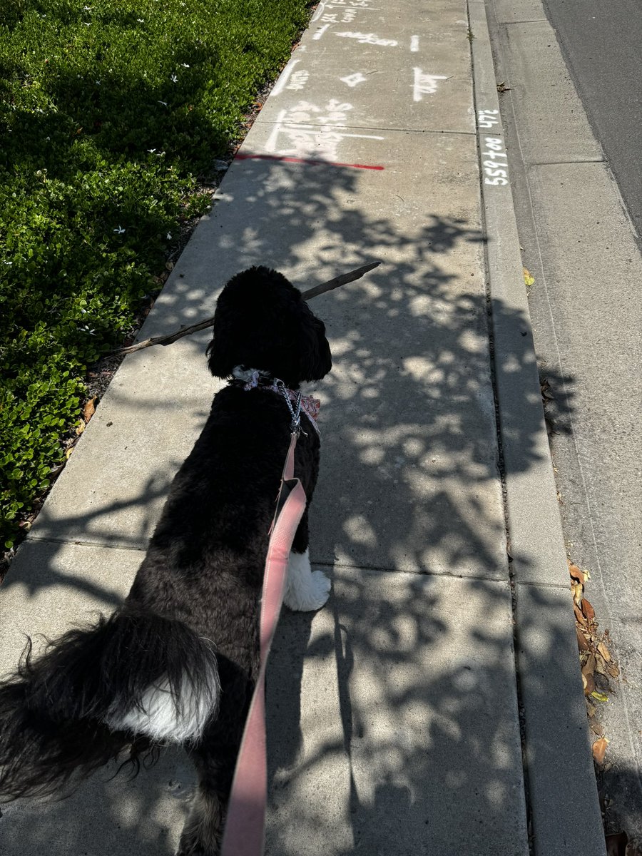 Finley's #StickOfTheDay on our lunch time walk. We got a big one!!