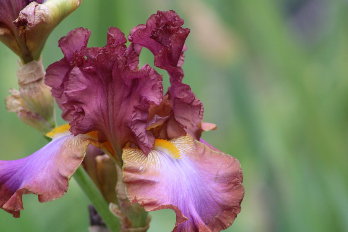 mnarboretum's tweet photo. The Iris Garden is popping with color! Did you know that there are 516 specimens in the Arboretum's collection? Which is your favorite?🫶😍 

#MNarboretum #IrisCollection https://t.co/jueOcQxAn6