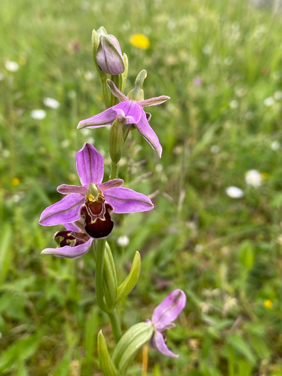 Seen at TU Delft Campus: the Bee Orchid („Bijenorchis“). The campus nature management to improve biodiversity is being successful ! 😊 <a href="/tudelft/">TU Delft</a>