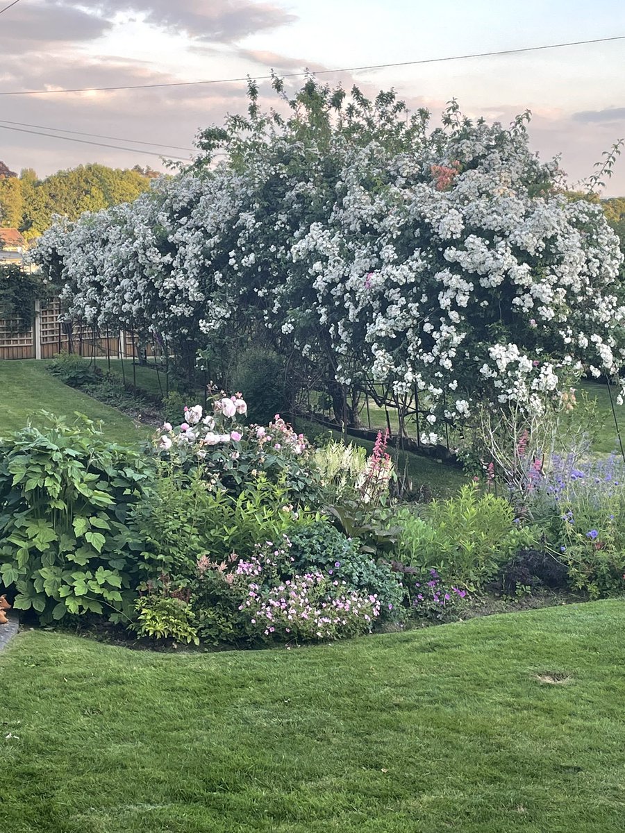 arthritisbham's tweet image. I love this time of year
Look at these 🌹
The arch of white rambling rector is one plant!