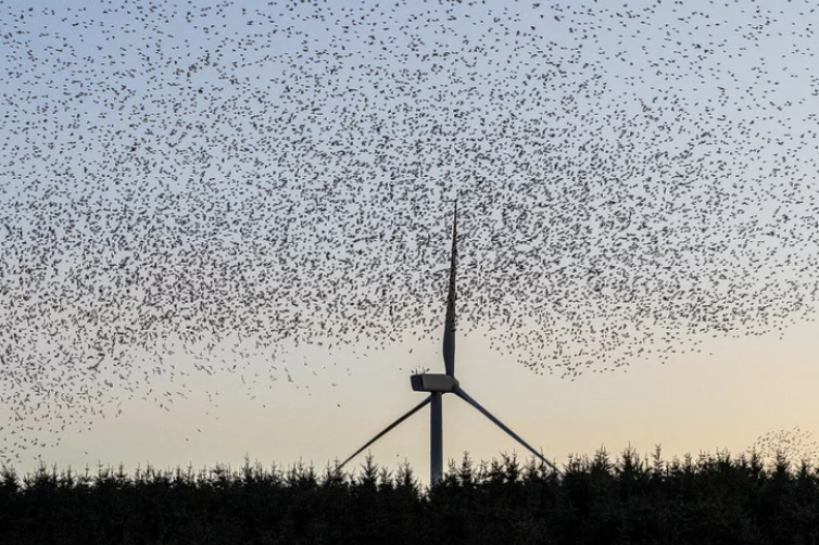 JacotheNorth's tweet photo. Something I've mentioned more than once is the problems we're going to have in removing obsolete wind turbines

Doing some research just now I came across an example I'd almost forgotten. Hendy Wind Farm erected a single turbine, which was never connected up, and should have been dismantled almost 3 years ago

@PowysCC doesn't seem interested in pursuing the matter, nor is @NatResWales or, of course, @WelshGovernment 

This was the wind farm for which Anna McMorrin was lobbying, in April 2017, when she worked for Invicta Public Affairs. Ms McMorrin is now campaigning to retain her Cardiff North seat for Labour

An early example of @WelshLabour doing its best to help foreign companies destroy our countryside as they rip us off

But perhaps I'm being unfair, there may be a cunning plan at work here. When the companies that erected and owned the turbines can no longer be traced, and we can't afford to dismantle them, perhaps they'll become tourist attractions

Can't you see see it, folks - guided parties to the sites of rusting wind turbines, the guide shouting to be heard above the grinding of the slowly-moving blades and the creaking of the unstable towers . . .

'Behold! The Net Zero follies for which we sacrificed some of our loveliest countryside - but don't get too close, they could come crashing down at any minute'
https://t.co/4lGks6xng8
