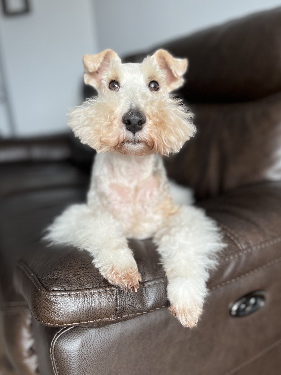 I’ve had me snooz, Me’s now want me lunch and then a walk. I’m a simple girl 👀 
#wirefox #cloudnose 😁