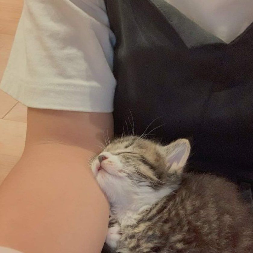 Why you should have a cat tweet media