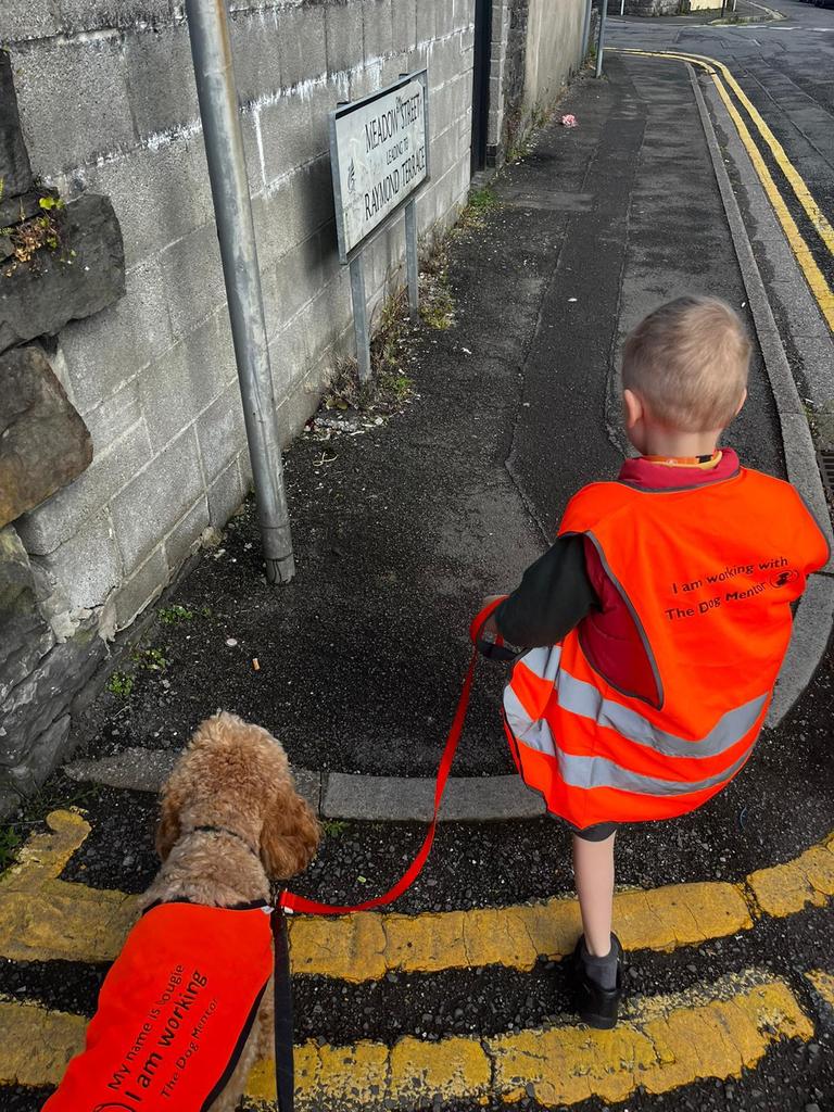 St Mikes Dog Mentor tweet media