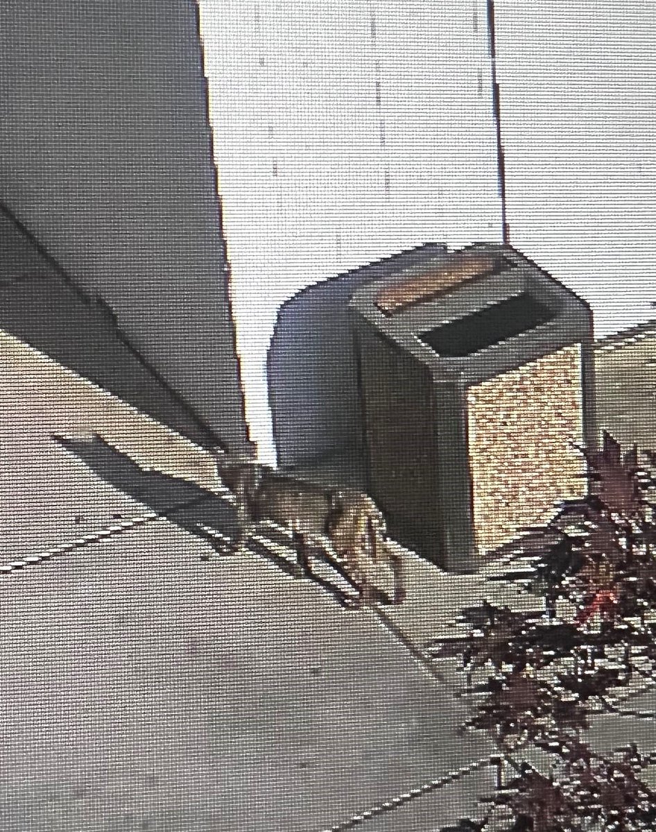 A bobcat was sighted near the Reedley College library. For your safety, remember to:
Stay aware of your surroundings.
Avoid approaching or feeding wildlife.
Keep a safe distance if you see the bobcat.
Report any sightings to Campus Police immediately (559) 244-6140.
Stay Safe.