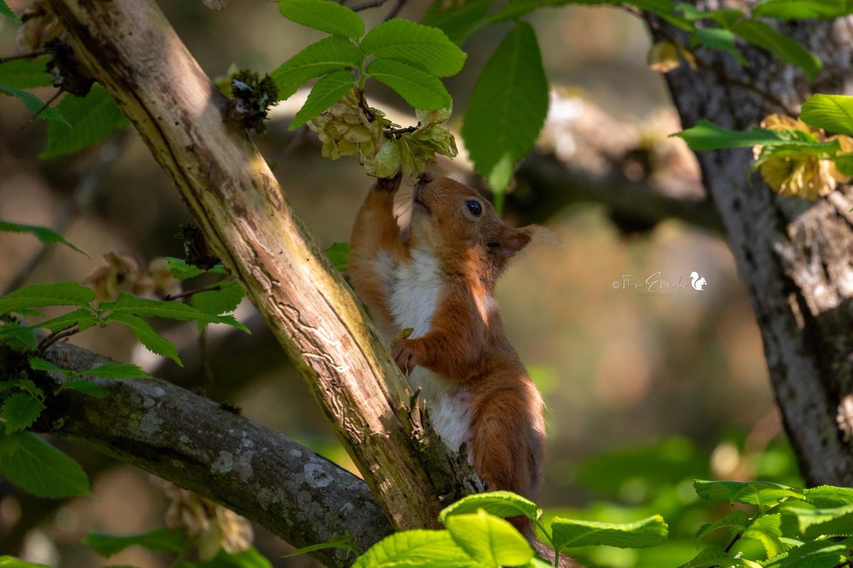 Sow squirrel regaining her strength after caring for her young. Kitten in centre photo #squirrel #redsquirrel <a href="/ScotSquirrels/">Saving Scotland's Red Squirrels</a> <a href="/OurSquirrels/">Save our Red Squirrels</a> #wildlife #wildlifephotograhy