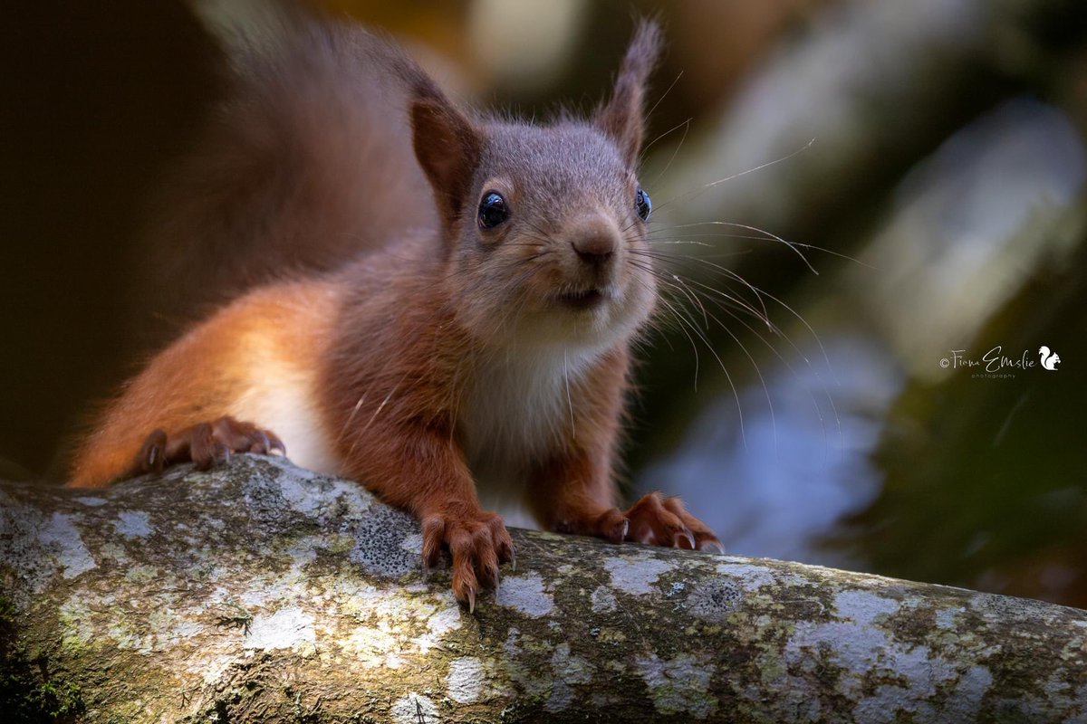 FionaEms tweet media