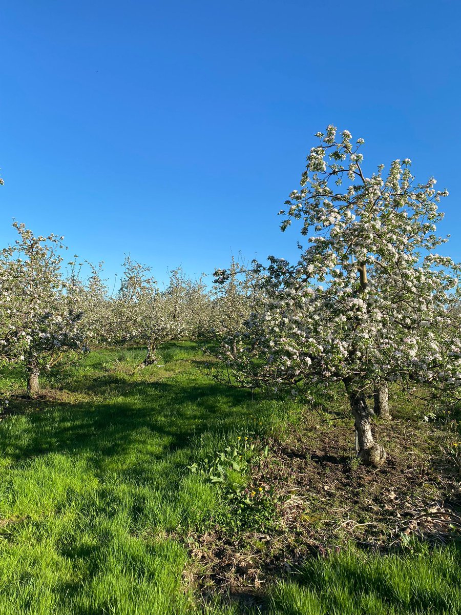 UFWupdates's tweet image. In New York state small crews of farm workers are getting ready for the apple season. The apple blossoms are in bloom and workers share that they have to avoid bees that are pollinating the flowers while they are trimming branches. #WeFeedYou