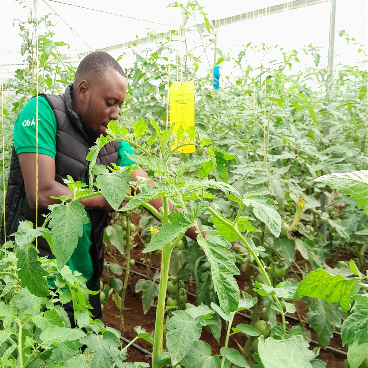 Lee_Fabricee's tweet photo. Tomato F1, in #Greenhouse at Kabare sector, @KayonzaDistrict.

Seeing how Kayonza people are switching from subsistence farming to #Modern agricultural excites me much.

Kudos, @BoscoNyemazi #VisitKayonza

Let’s call it a day. 🌿👩🏿‍🌾 https://t.co/fTMYr03qqM