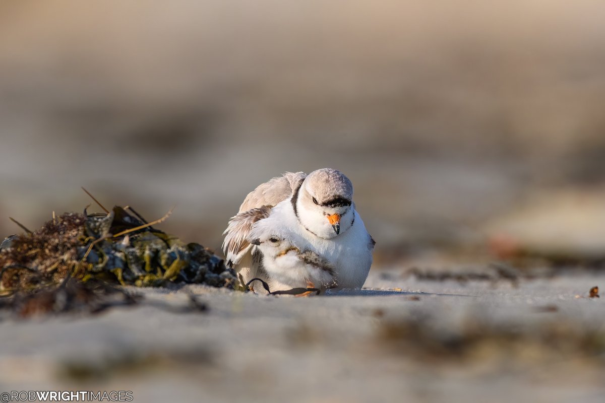 RobWrightImages's tweet photo. More piping plover cuteness from yesterday morning (shot from a safe distance; image is cropped).
--
Southern Maine
June 5, 2024
#birds #TwitterNatureCommunity #wildlife #wildlifephotography #pipingplover #Maine #mainebirds https://t.co/knlyp1y2E4