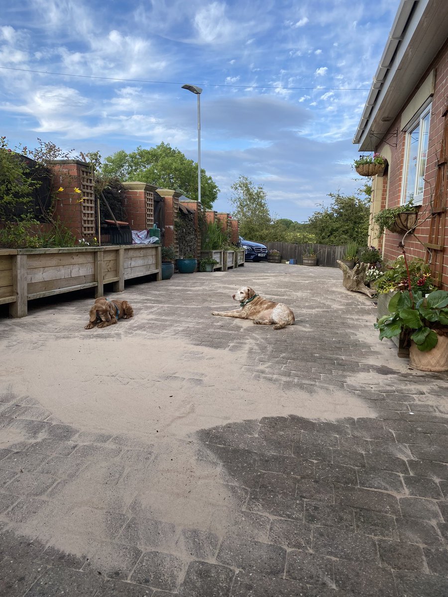 SpanielsSuper's tweet image. Dad Karchered all the block paving, so now him &amp;amp; mum are brushing sand into the cracks, we’re all helping, even PussPuss 👍
#NoNeedToThankUs #YoureWelcome 
#HappyToHelp