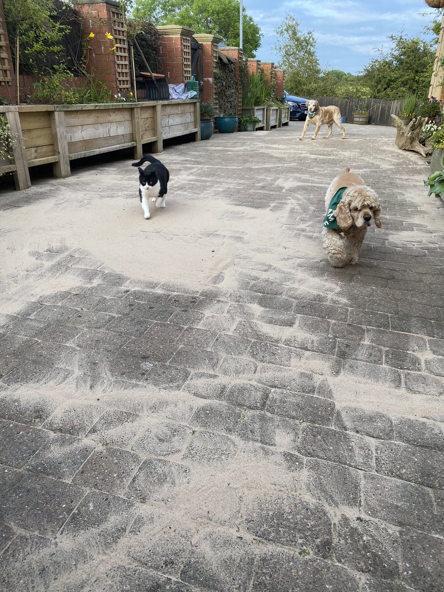 SpanielsSuper's tweet image. Dad Karchered all the block paving, so now him &amp;amp; mum are brushing sand into the cracks, we’re all helping, even PussPuss 👍
#NoNeedToThankUs #YoureWelcome 
#HappyToHelp