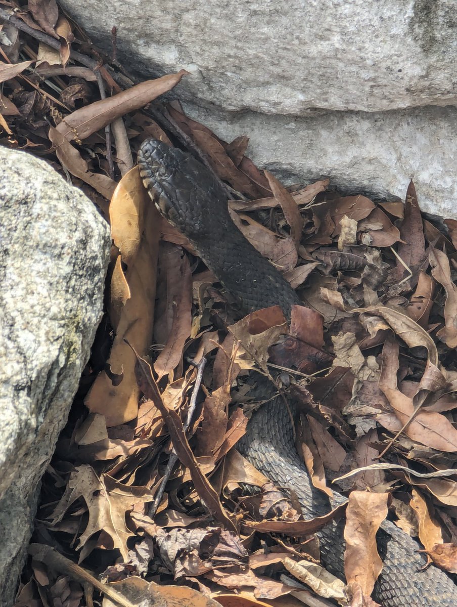CastleWallsEdit's tweet photo. It must be snake week #StetWalk https://t.co/g9nP5VdW4x