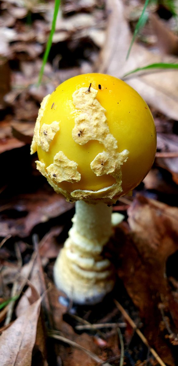 Such a pretty color of yellow 💛