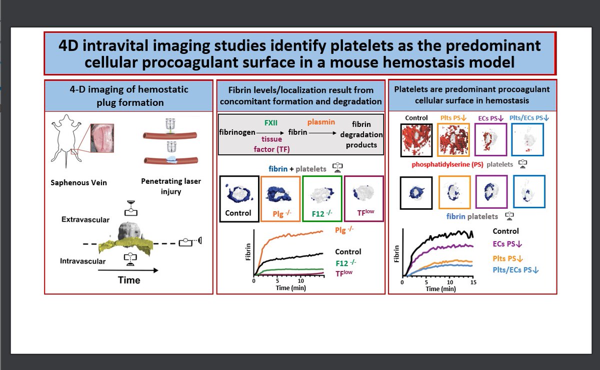 UNC_BCBP's tweet photo. Congrats first-author @abigailrballard &amp; team at @BergmeierLab who published in @BloodJournal "4D intravital imaging identifies platelets as the predominant cellular procoagulant surface in a mouse hemostasis model" 1/n https://t.co/4n2xbgt29T