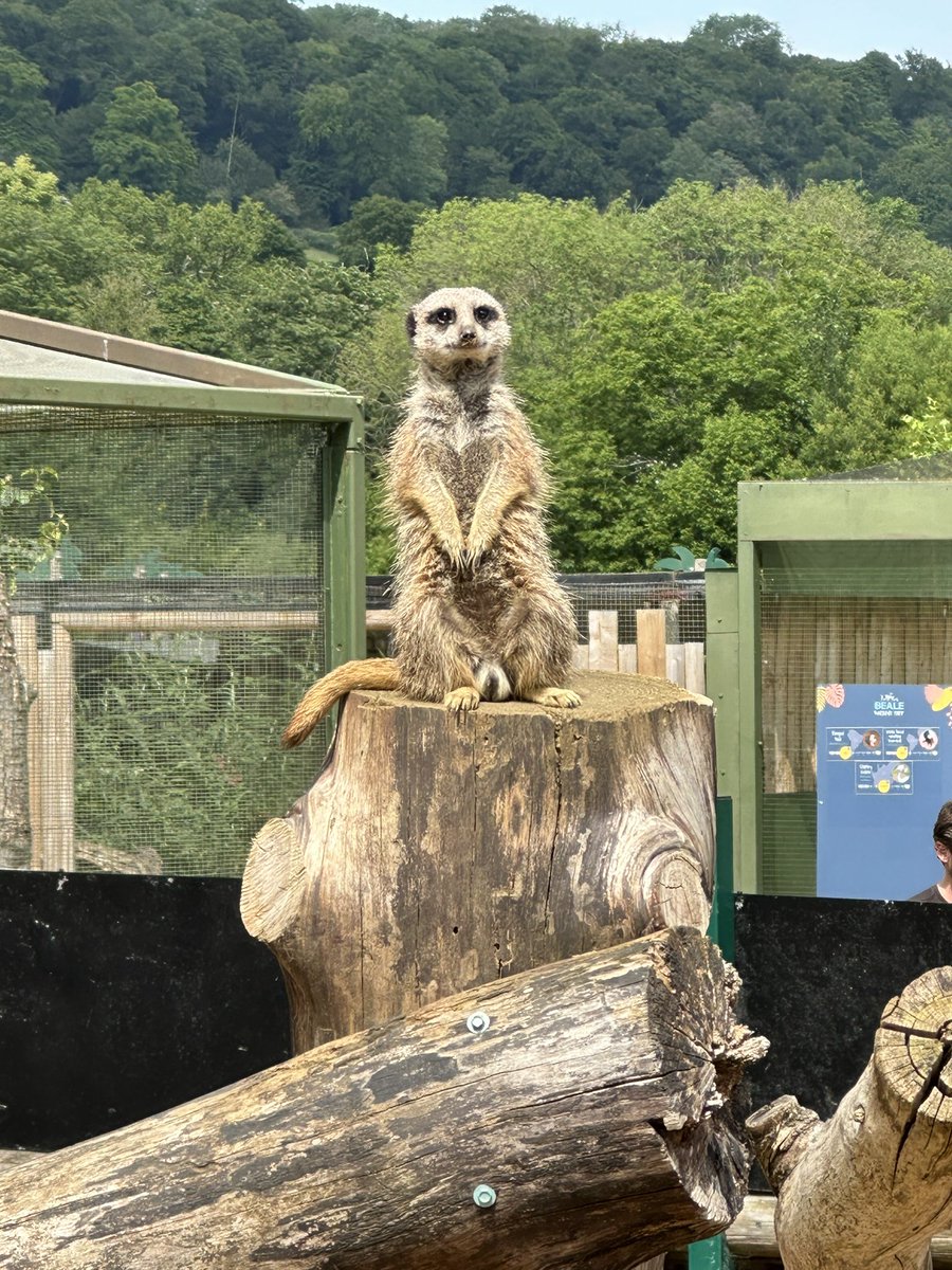 CCJuniorY6's tweet photo. It was amazing to see some incredible animals up close; the arctic foxes were a particular favourite! #CCJYear6 #CCModernEducation #CCScience https://t.co/iOjxpb1Hop