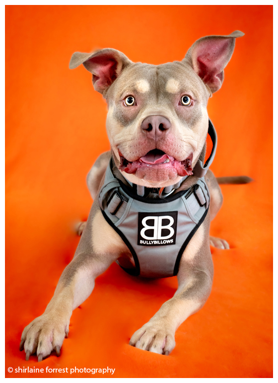 Shirlainephoto's tweet photo. Gallery of @manchdogs portraits on my fb, most dogs available for adoption and utterly gorgeous! 🐶🐕💕
https://t.co/ilnJD6CtPH

@nikoneurope #manchesterdogshome #rescue #rescuedog #cute #petphotography #dogphotography #portrait #portraitphotgraphy #nikon #nikonz8 #nikoncreators https://t.co/13e7n2rmbC