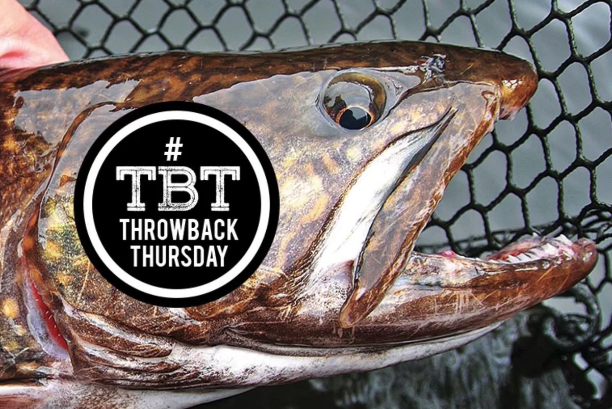 OODMag's tweet photo. “Splake are just one of Ontario’s under-utilized fish species, with summer being the most overlooked time of year to fish for them,” Lonnie King wrote in June 2013.
https://t.co/tr3rhaV75R
@FishWildlifeON
#Hunting #Fishing #Outdoors #LakeTrout #GeorgianBay #Splake #Salmonids #TBT https://t.co/05GoBpnohL