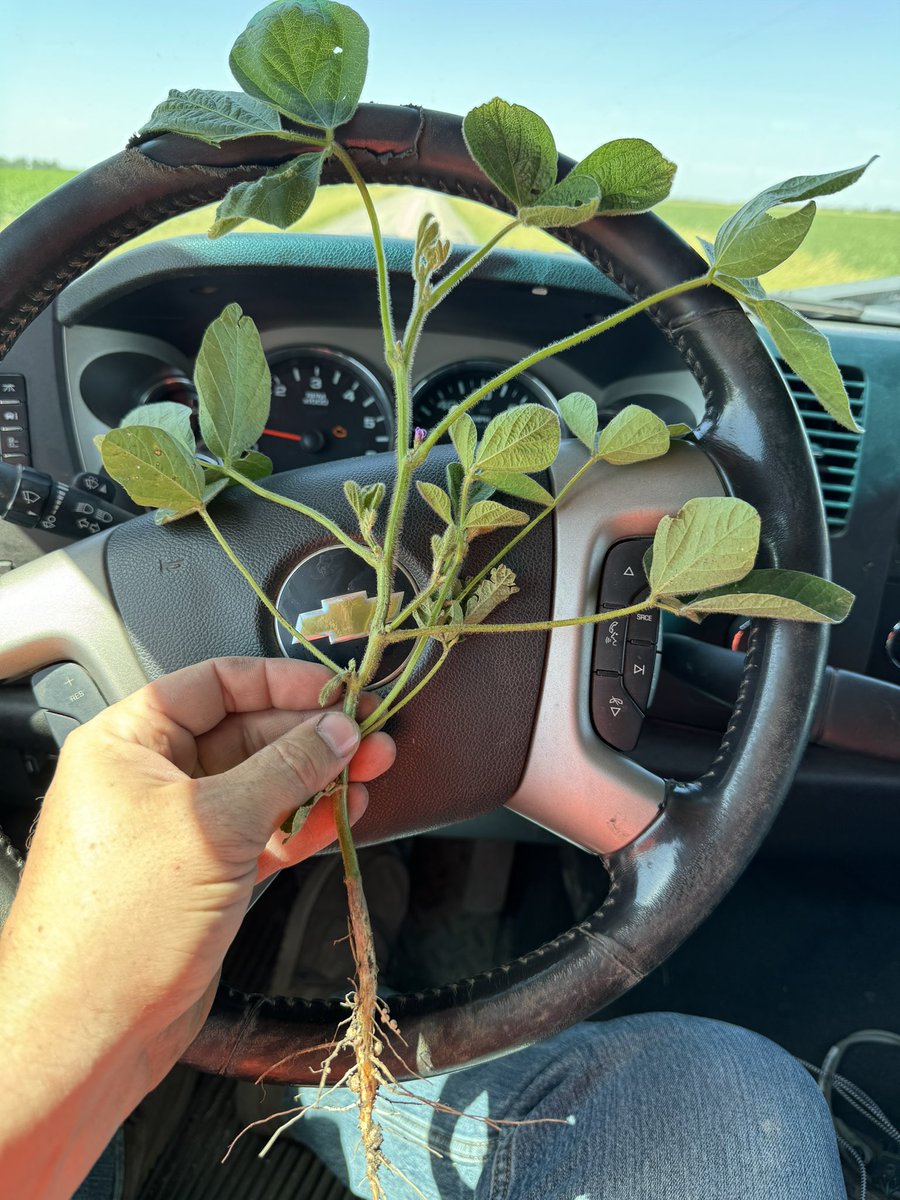 March 21st planted LG 2801s. That’s a pod on my finger! This was the first day of early insurance in this county. Well worth taking for $1 and you don’t have to decide if you want it until March 15th! <a href="/LGSeeds/">LG Seeds</a>