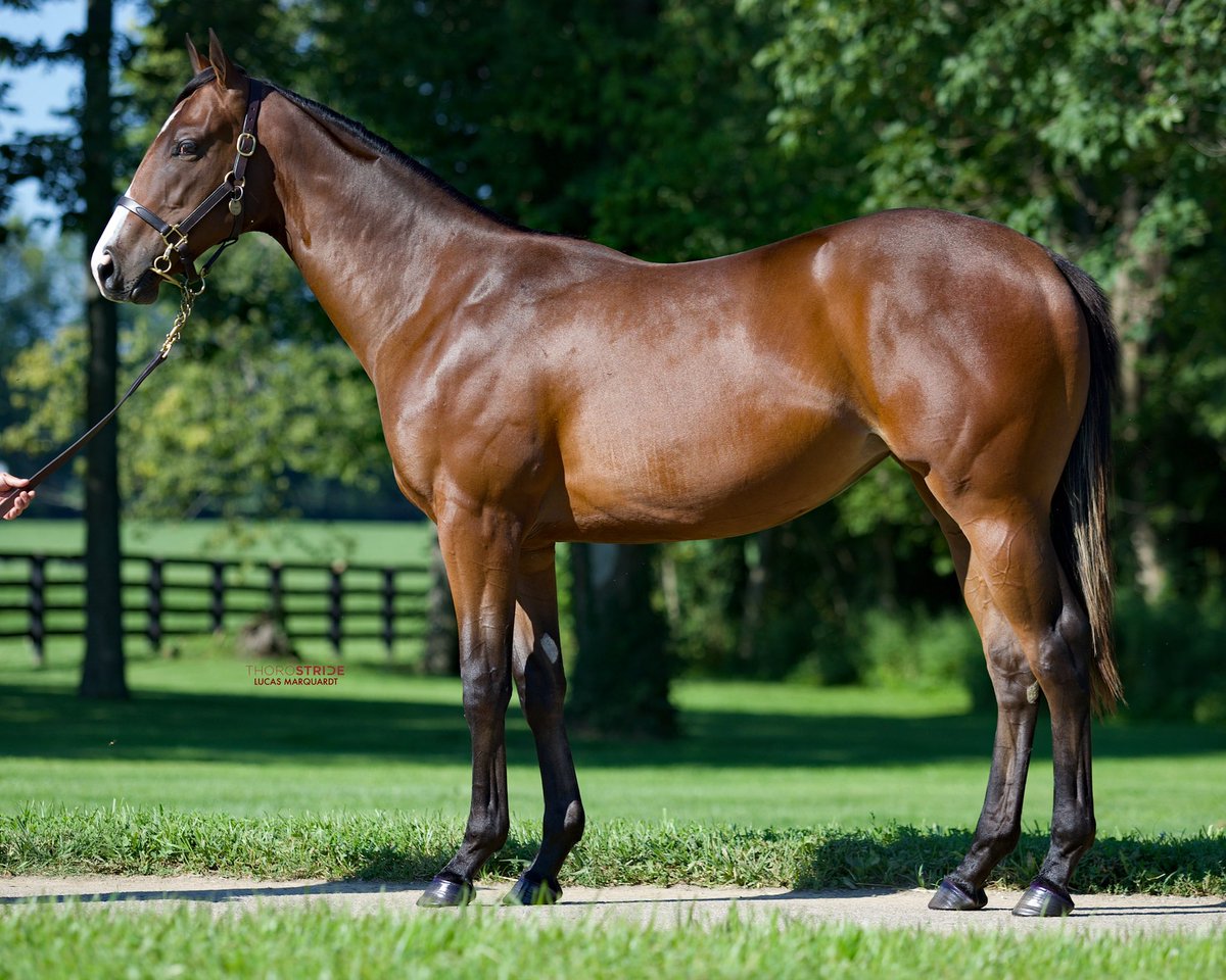 FourStarSales's tweet photo. Congrats to the connections of #FourStarGrad ALMOSTGONE ROCKET 🚀on her explosive win in the Jersey Girl Stakes at #Saratoga 🗽
📸: @ThoroStride
#KeenelandSeptemberGrad #IntoMischief https://t.co/arY9tAlfNY