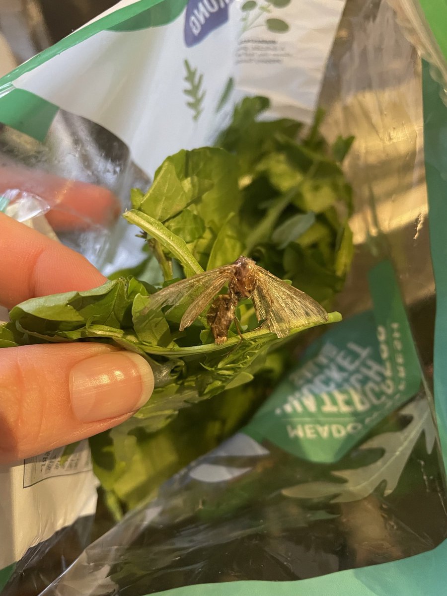 Angry_Sian's tweet photo. Mmmmmmm. Next time someone says salad is good for you, show them the picture of this poor bugger. He died for me to eat leaves bless him. RIP hun in heaven now with Princes Di and Captain Tom xoxo 🙏🏼 https://t.co/Gkit3ReEre