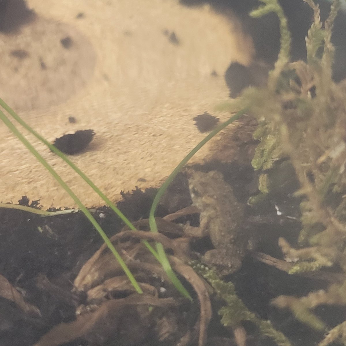 We found this cute little toad hopping in our classroom. It was smaller than my thumb nail &amp; so cute. We built it a habitat &amp; named it Llama. One has to love the names littles choose. 😉 Now Llama has gone home to a beautiful garden. Thank you <a href="/GrandmaLisa19/">Grandma Lisa</a> ! <a href="/cedarhollowps/">Cedar Hollow</a>