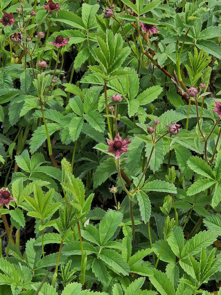 wildlife_yorks's tweet photo. A good find on Thorne Moor - Marsh Cinquefoil. Typically on the other side of a deep ditch. 🌺🌺🌺
@humberhead @HumberheadLevel @NaturalEngland @WildFlowerSoc https://t.co/o2JWBwH5Lp