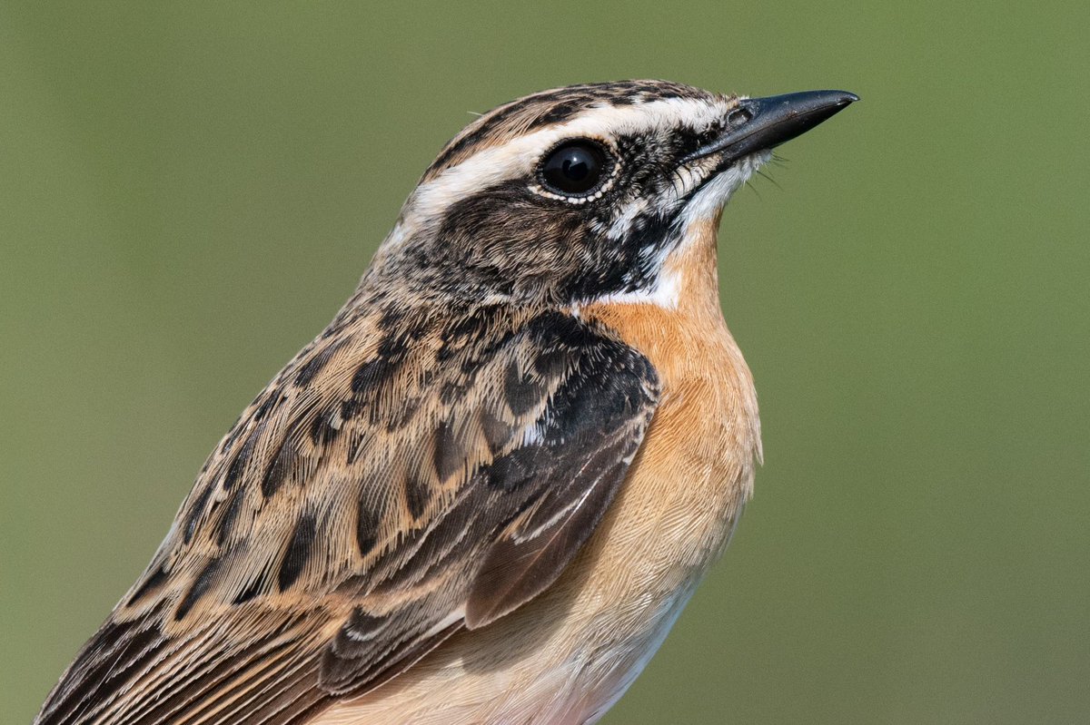 spurnbirdobs's tweet photo. The only Whinchat to be ringed here this spring has been seen in Aberdeenshire 19 days after being ringed, a total of 412km between the two locations. https://t.co/fMeyiw3sF1