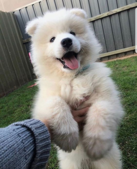 dogssaveworld tweet picture