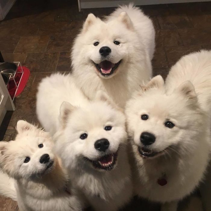 dogs so cute that could save the world (@dogssaveworld) on Twitter photo 