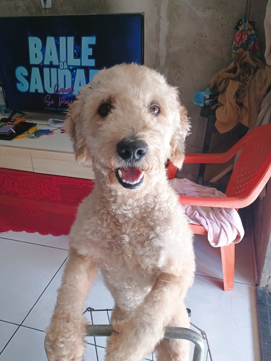 kelzzin's tweet photo. Pai de pets https://t.co/vDOF8XK4DI