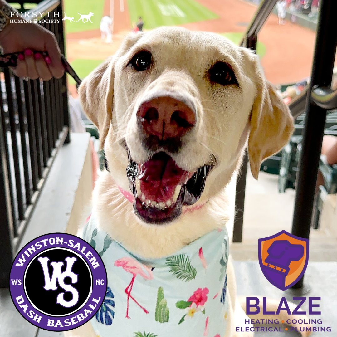 Forsyth Humane Society tweet media