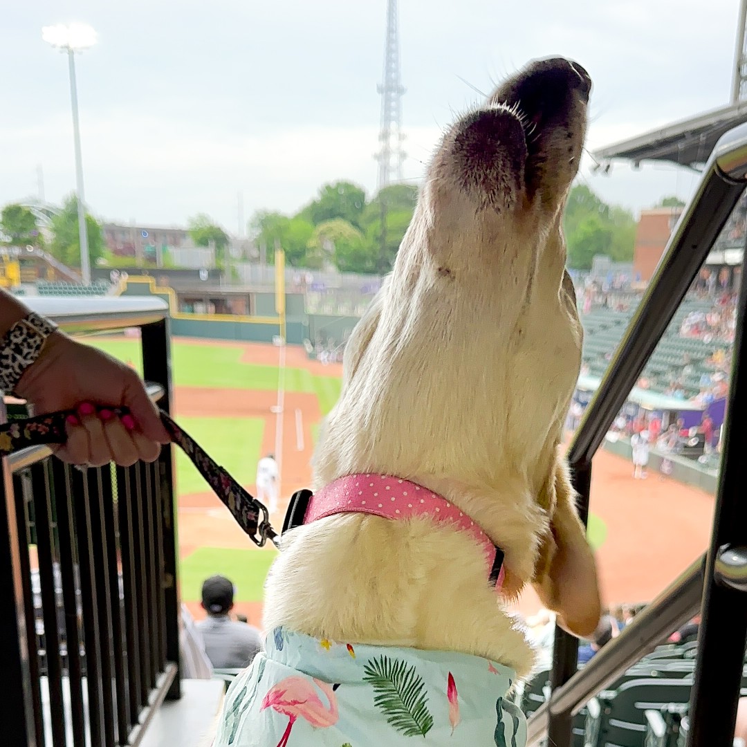 Forsyth Humane Society tweet media