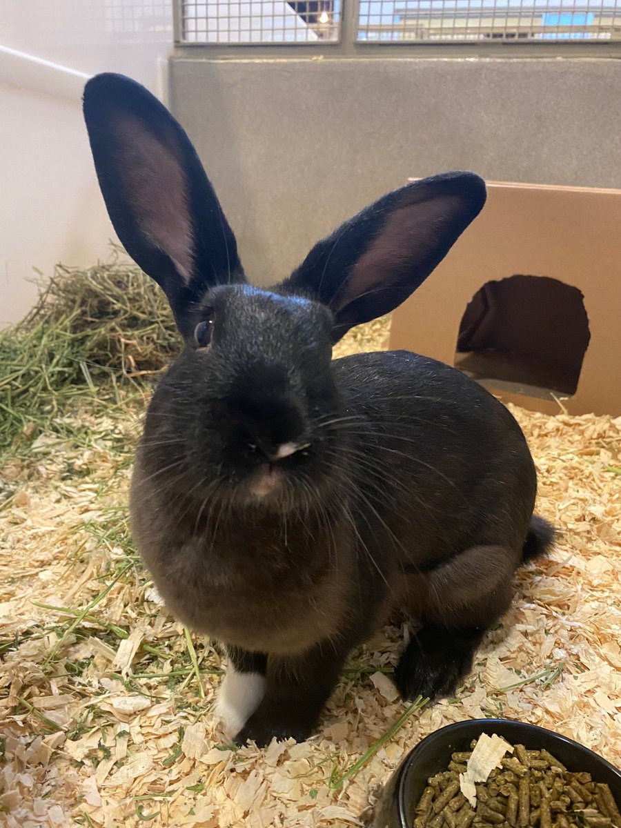 ottawahumane's tweet photo. Sock only needs to wear one sock to look stylish. He’s an adorable six-month-old rabbit looking for his forever home. He’s a sweet little guy who loves to explore outside of his enclosure so he can run around and binky to his heart’s content.

Adopt Sock: https://t.co/iiIRssIO50 https://t.co/c9LMde1bdw