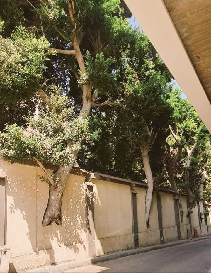 jimigujjar's tweet photo. When you know the value of a tree 🌲🌴 https://t.co/cqV52DP1K7