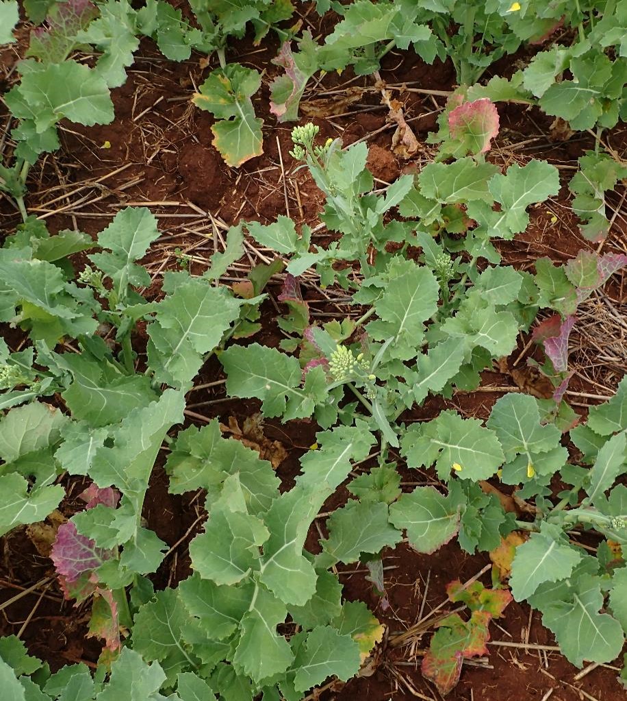 Zorica Duric tweet media