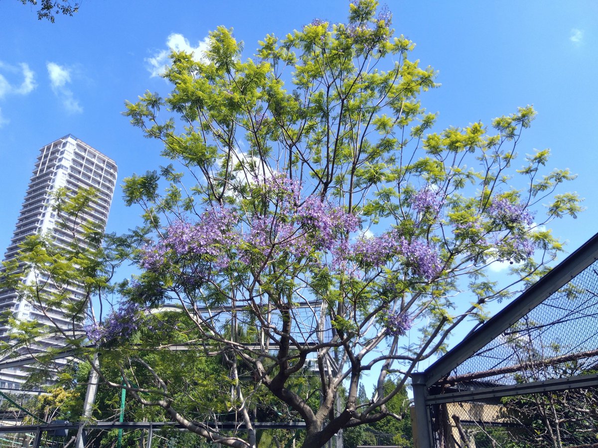 今年も咲きました／ 「アイアイのすむ森」で #ジャカランダ が開花しま