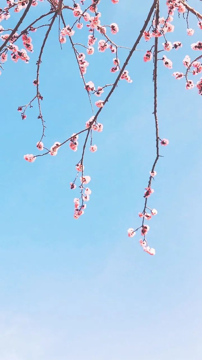 Beautiful flowers.🌸🌿
#Goodmorning
#NaturePhotography