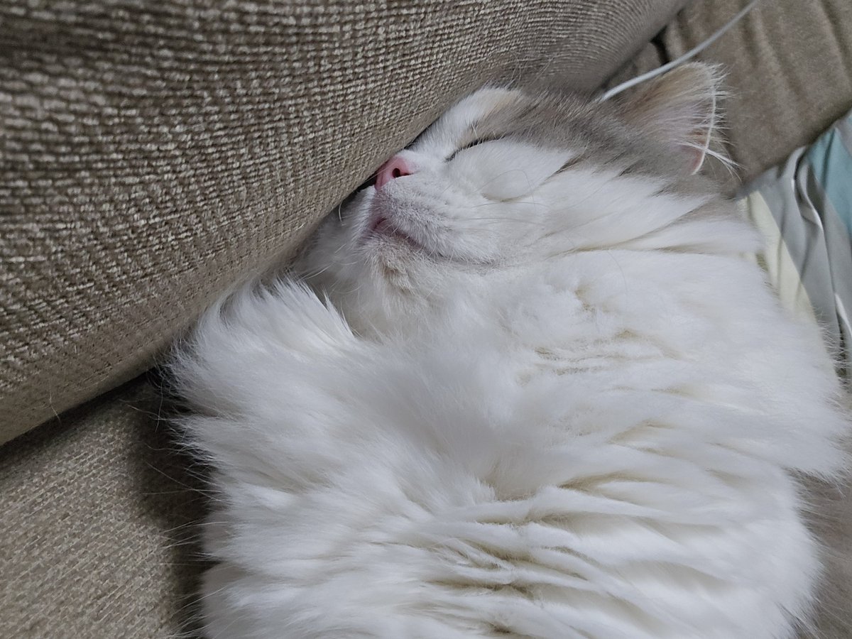 LNichijyo's tweet photo. おでこかおしりくっつけて寝がち🐱
 
#ミヌエット
#全日本きもちよさそうに眠るねこ選手権 https://t.co/3py6kW53ca