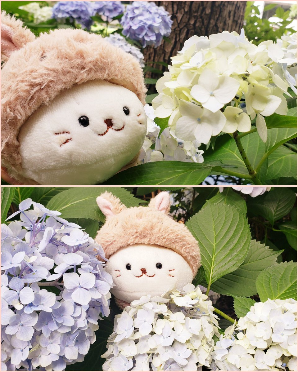 mamispica's tweet photo. アジサイに埋めてみた🤣 https://t.co/LR2pKkb2i2