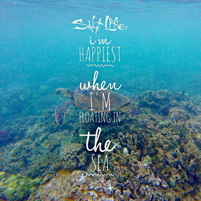 Seaturtle lovers club (@seaturtlelovers) on Twitter photo 