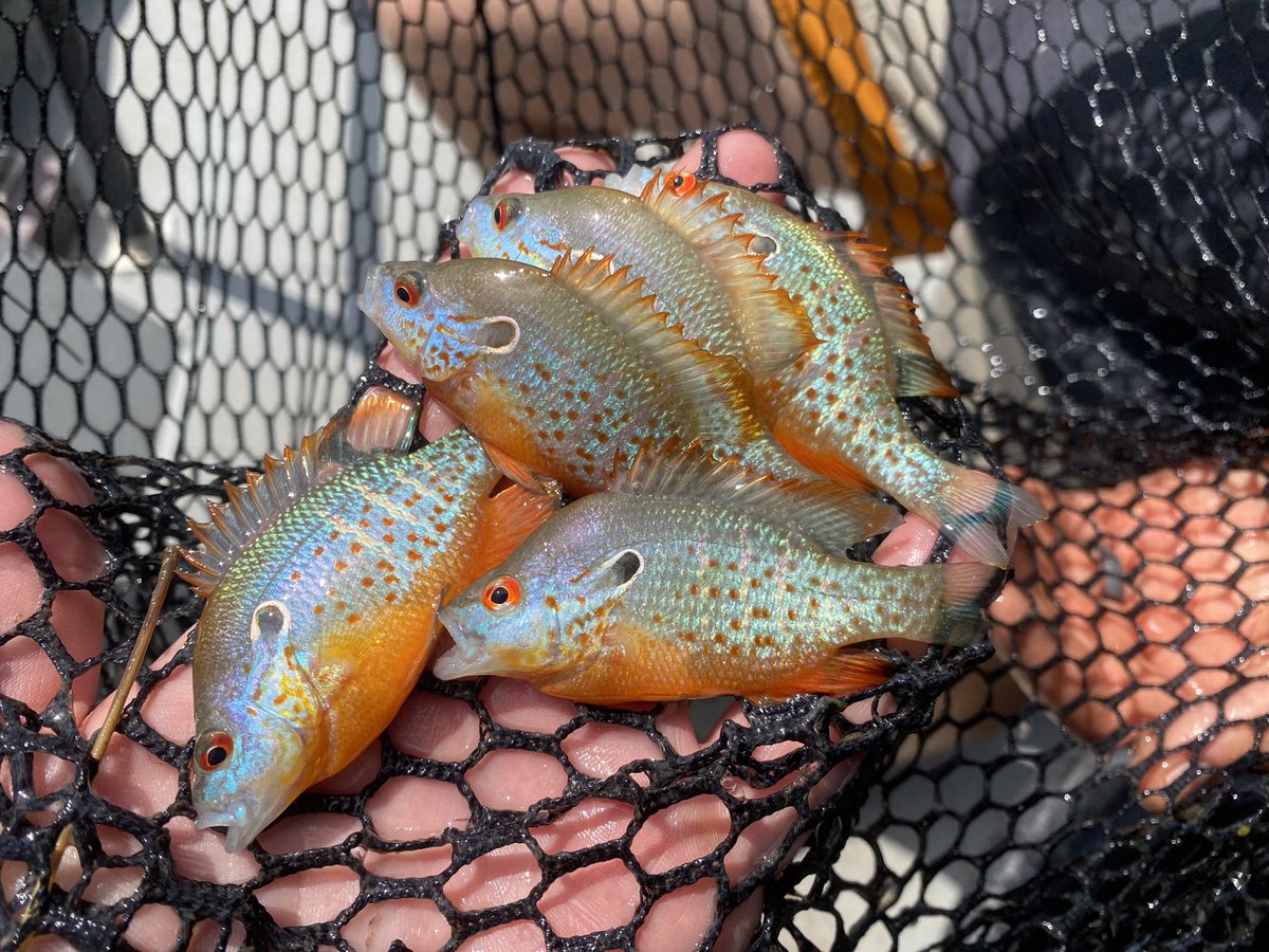 JD Schooley tweet media