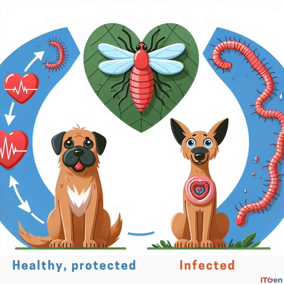 antigenneryan's tweet photo. Heartworm Hotspots 2024 Alert! 🚨 Is your fur baby on the safe list? Swipe left to unveil the Heartworm Heat Map and scope out your area's risk radar. Remember, prevention is your wallet's best friend—way cheaper than the cure! 🐾❤️#itgen #vet #vetmed #veterinarian #rapidtest https://t.co/pKMiSN6Hzq