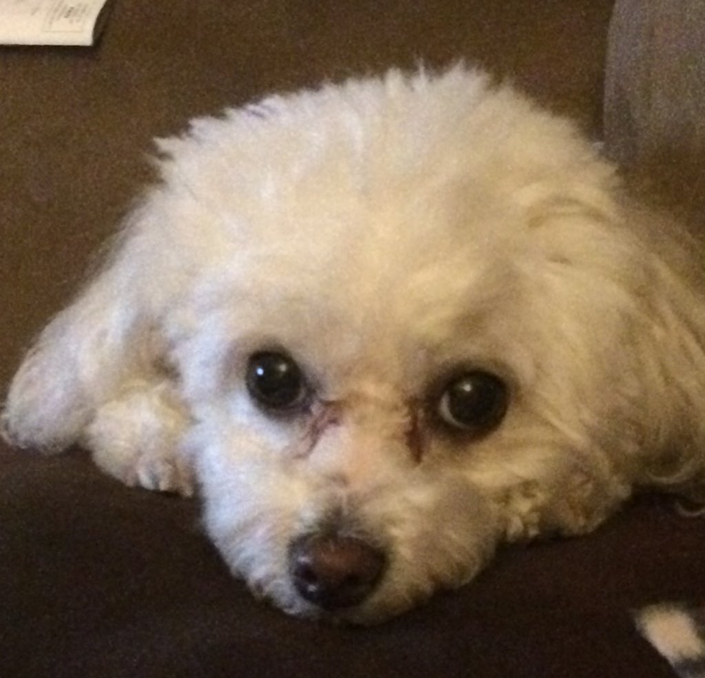DaisyMYounger's tweet photo. Do you remember when you joined X? I do! #MyXAnniversary
So very blessed to have all my frens- big hugs & love to all๐ฅฐ๐ฅฐ
#Dogsoftwitter #DigsofX #MyTwitteranniversay ๐คฃ๐ https://t.co/69XzIHBSh2