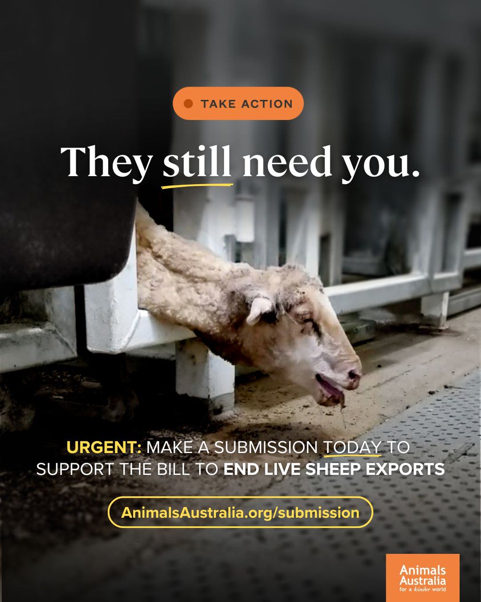 The live sheep export industry is fighting back against the phase-out, and trying to shift the focus away from those who pay the ultimate price for this cruel trade — the animals.

We won't let them.

Show your support for ending live sheep export TODAY: animalsaus.co/45aG2Ja